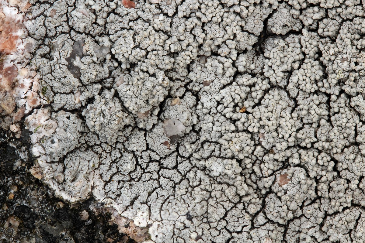 Pertusaria corallina (door Arjan de Groot)