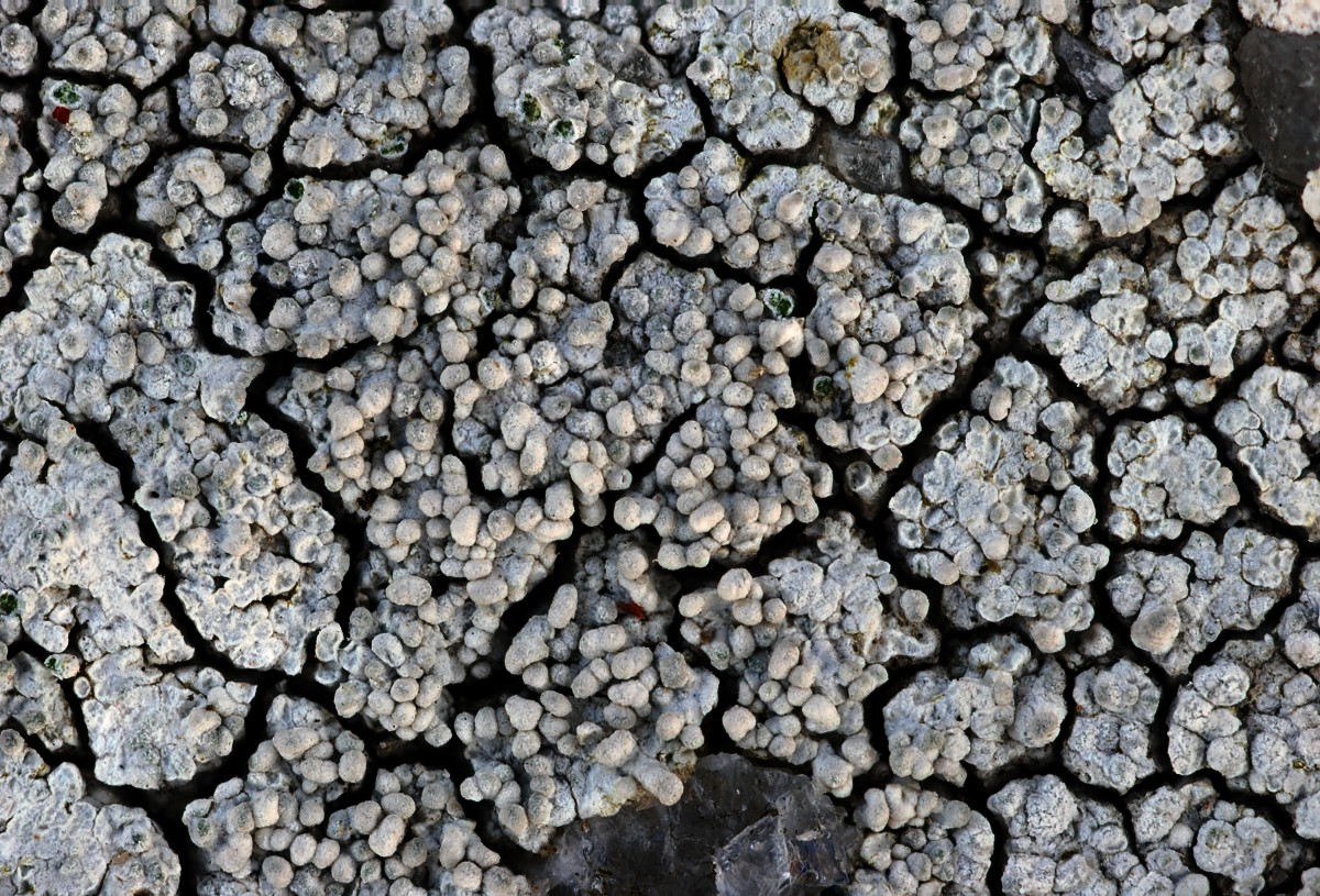 Pertusaria corallina (door Arjan de Groot)