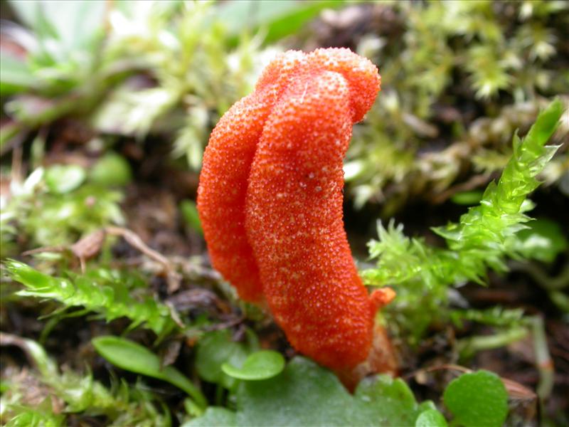 Cordyceps militaris (door Laurens van Run)