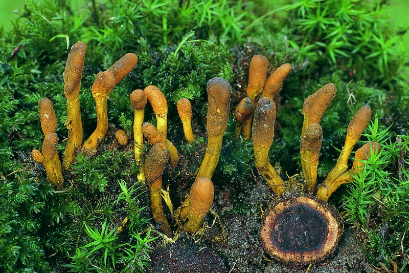 Elaphocordyceps ophioglossoides (door Henk Huijser)