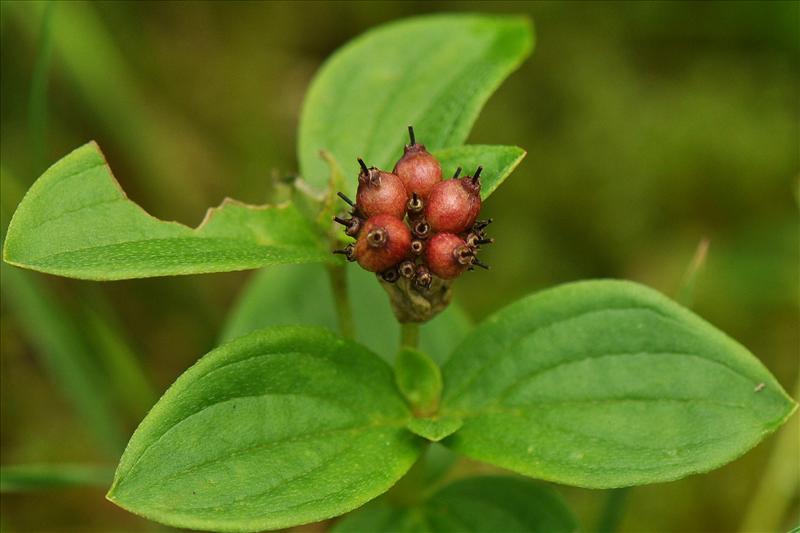 Cornus suecica (door Willie Riemsma)