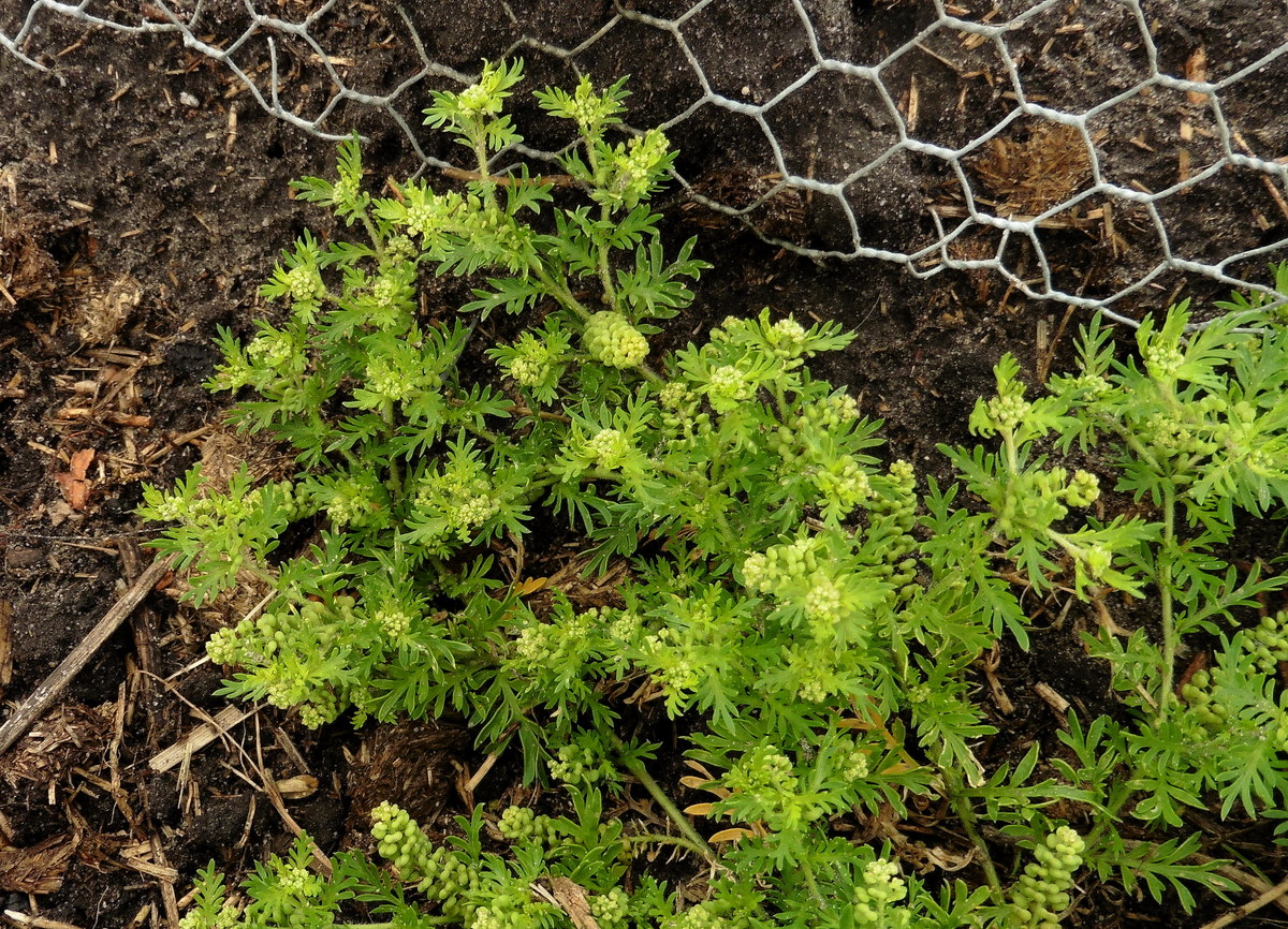 Lepidium didymum (door Willie Riemsma)