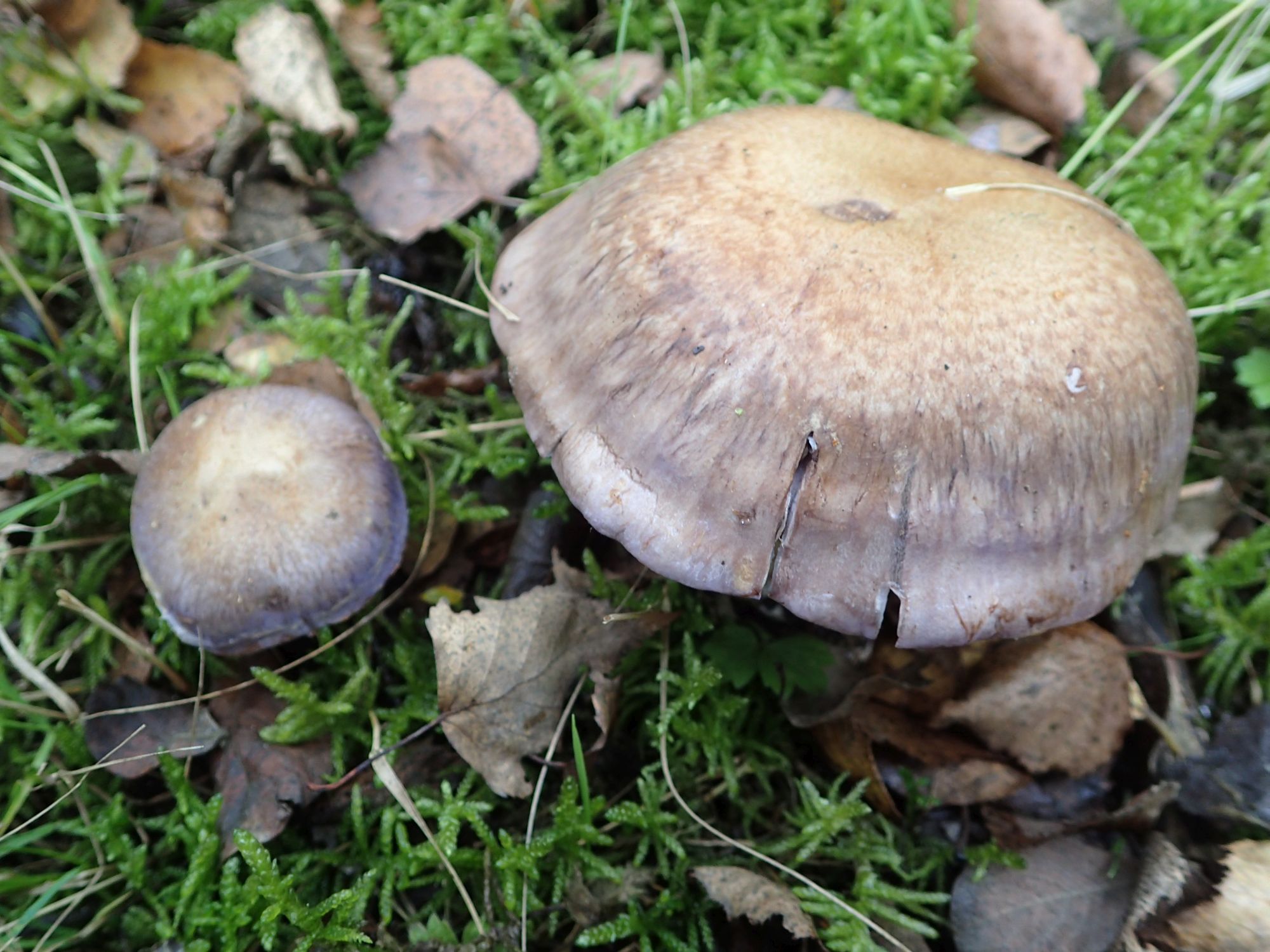 Cortinarius largus (door Peter Eenshuistra)