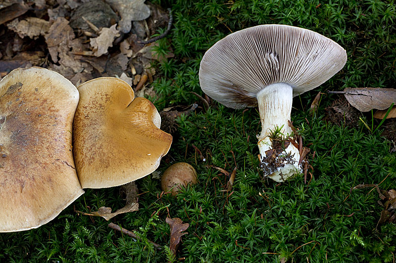 Cortinarius glaucopus (door John Breugelmans)