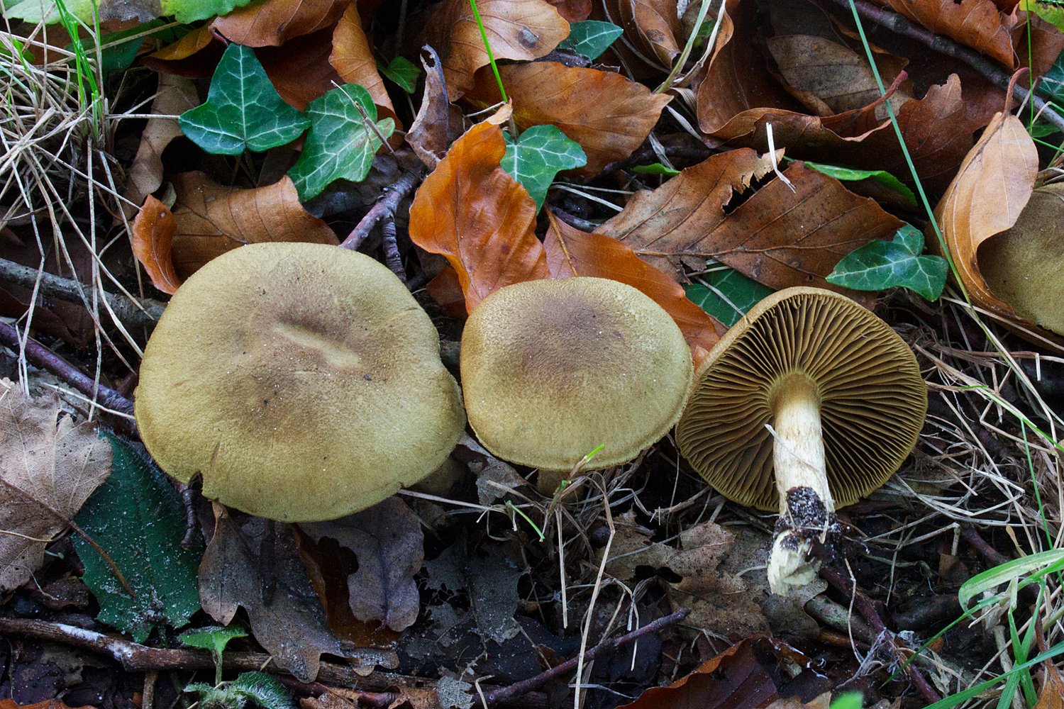 Cortinarius melanotus (door John Breugelmans)