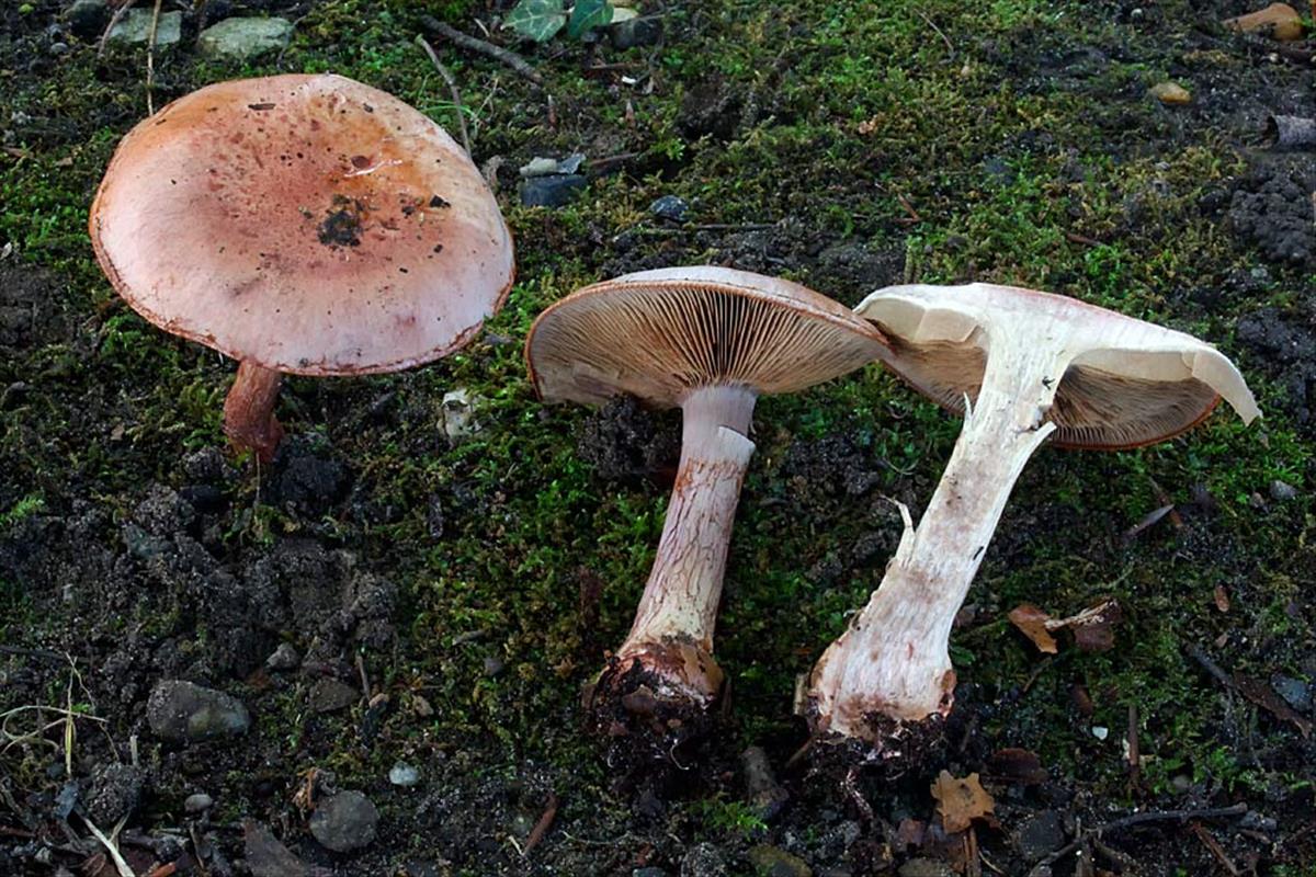 Cortinarius rufoolivaceus (door John Breugelmans)