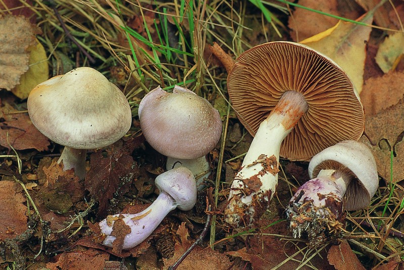 Cortinarius alboviolaceus sl, incl. acutispissipes (door Rob Chrispijn)