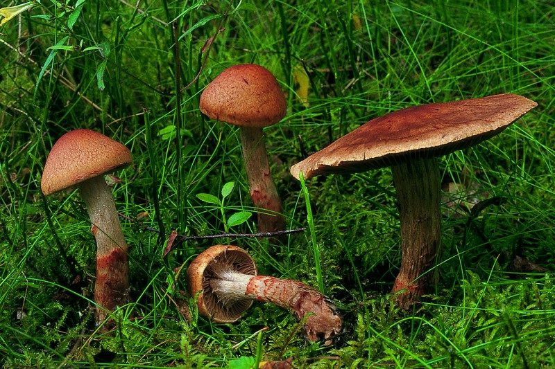 Cortinarius armillatus (door Eef Arnolds)