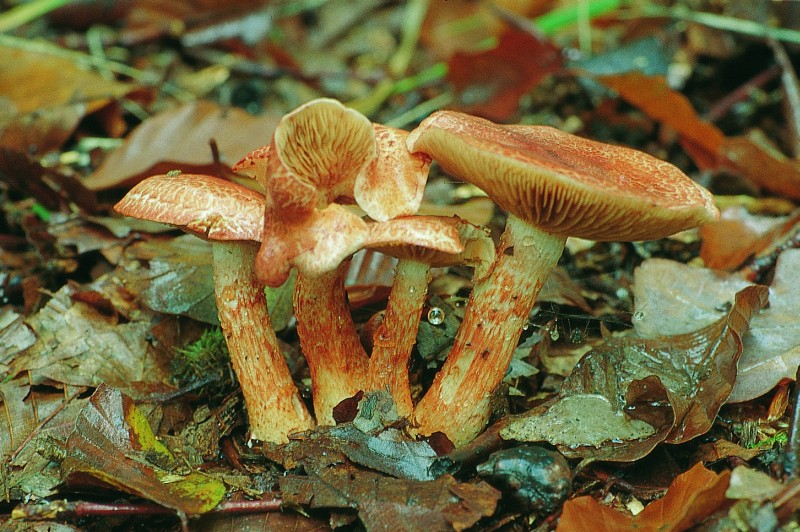 Cortinarius bolaris (door R. Knol)