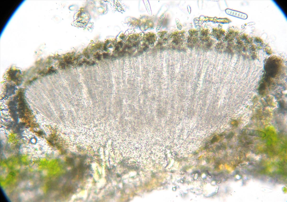 Phaeographis smithii (door Arno van der Pluijm)