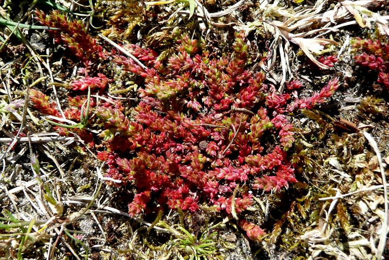 Crassula tillaea (door Willie Riemsma)