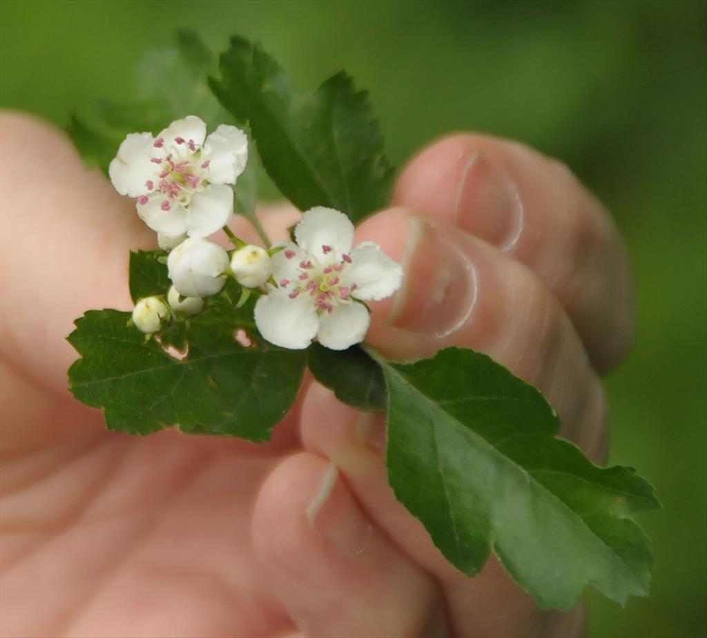 Crataegus x macrocarpa (door Theo Muusse)