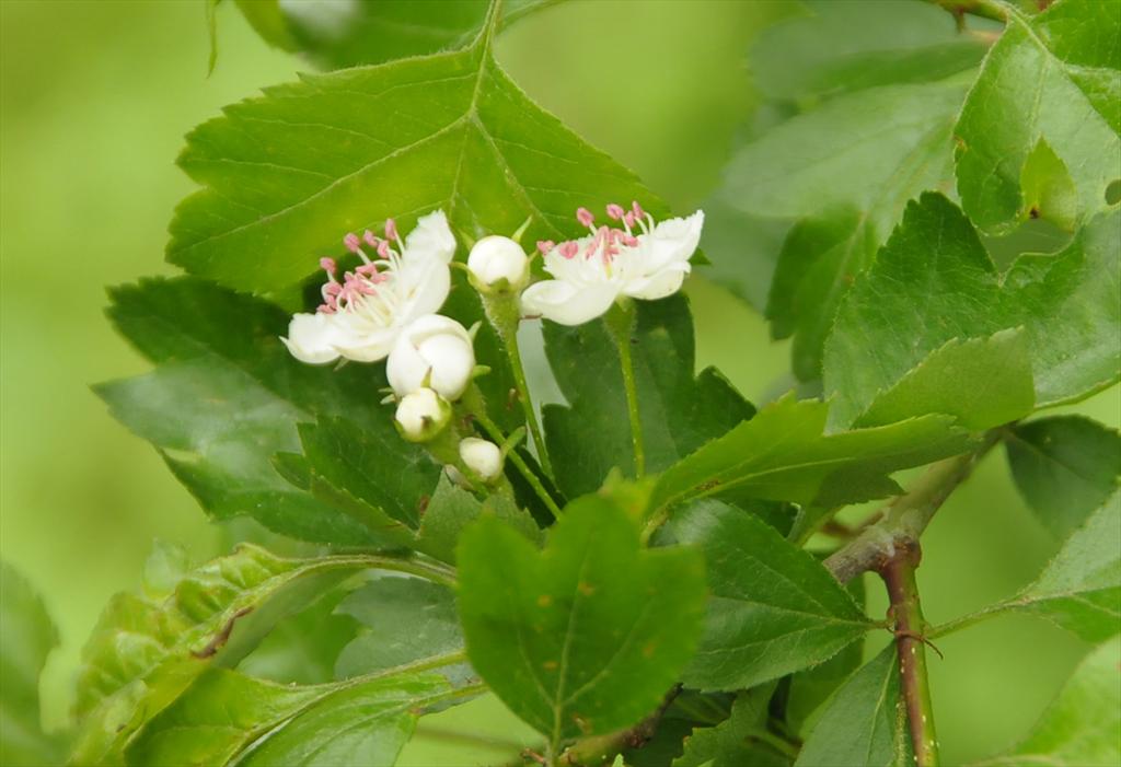 Crataegus x macrocarpa (door Theo Muusse)