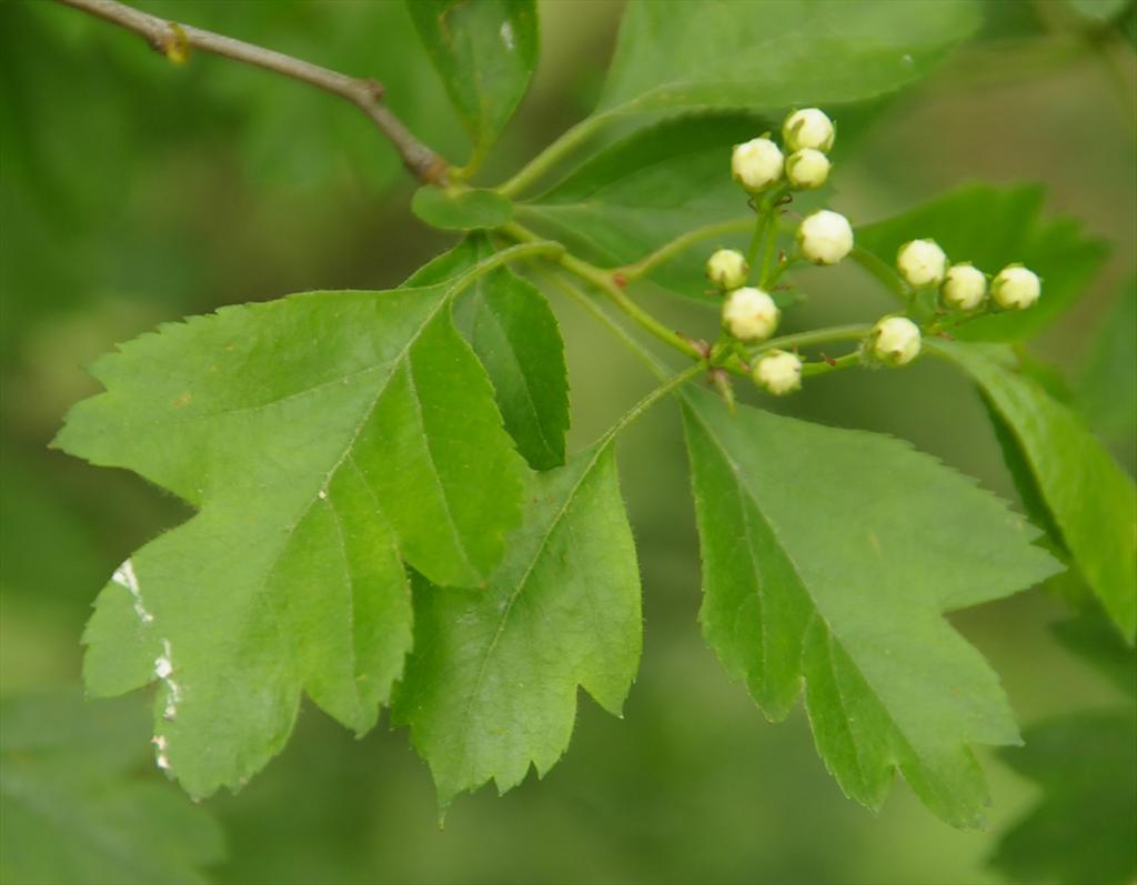 Crataegus x macrocarpa (door Theo Muusse)