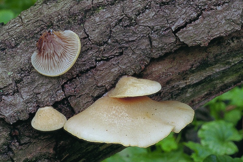 Crepidotus mollis (door F.A. van den Bergh)