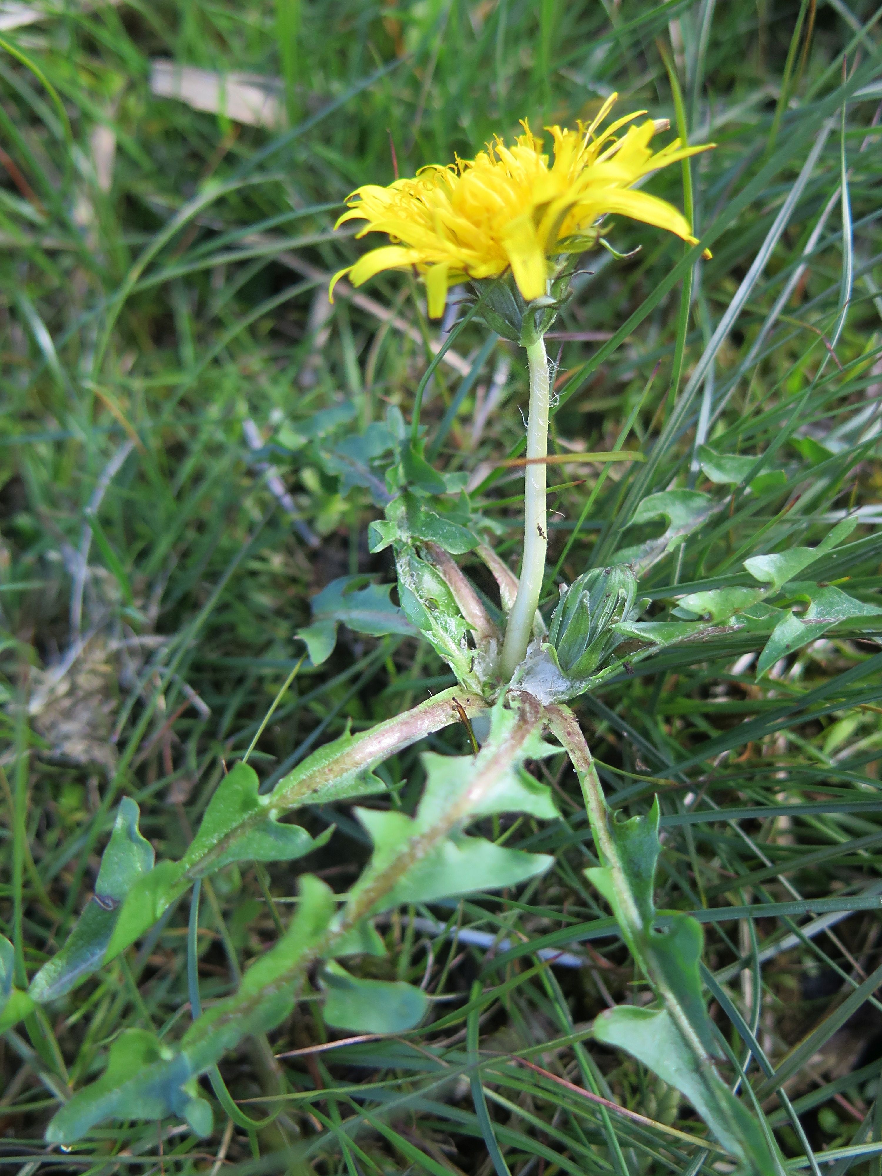 Taraxacum crinitipes (door Otto Zijlstra)