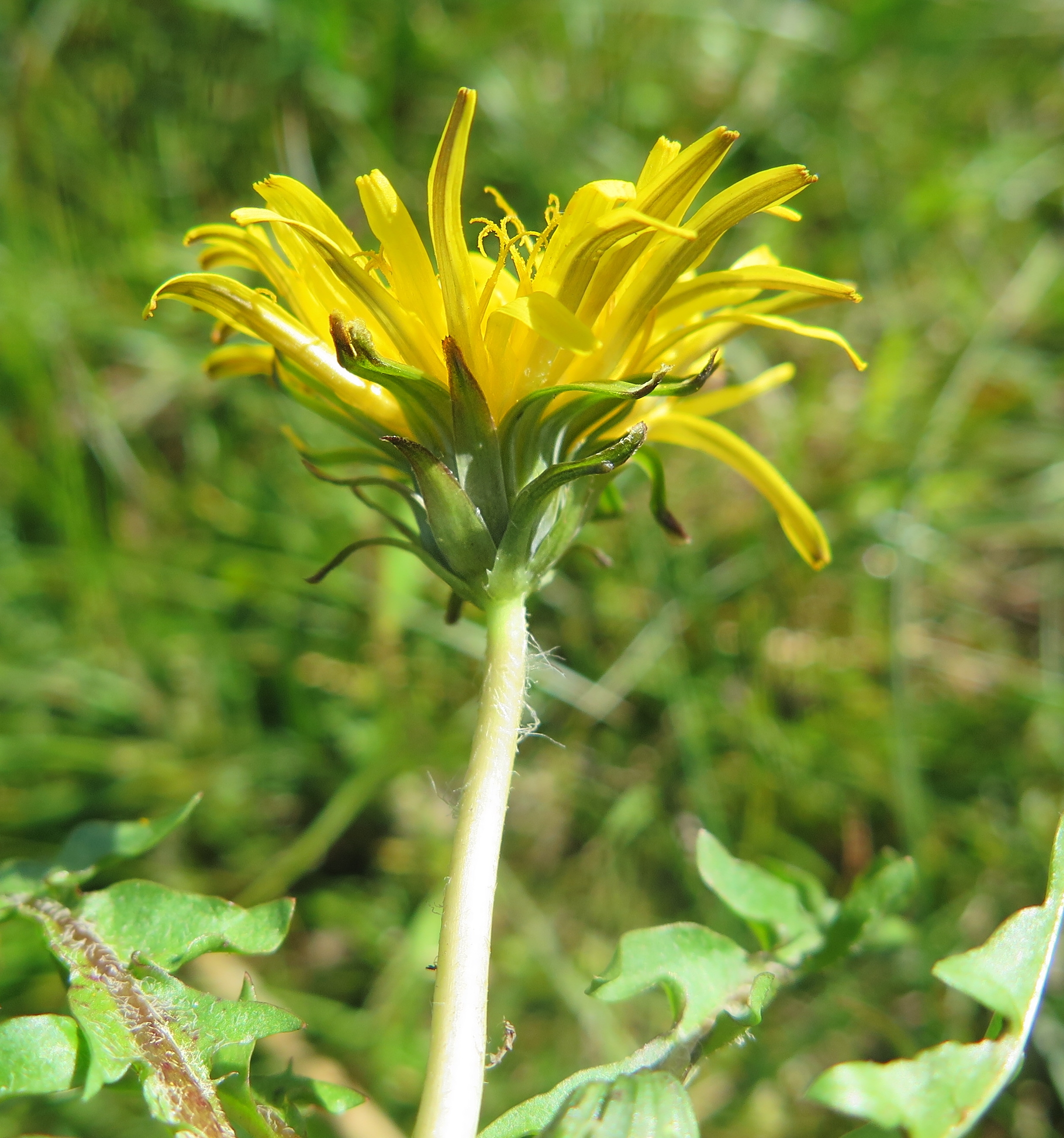 Taraxacum crinitipes (door Otto Zijlstra)