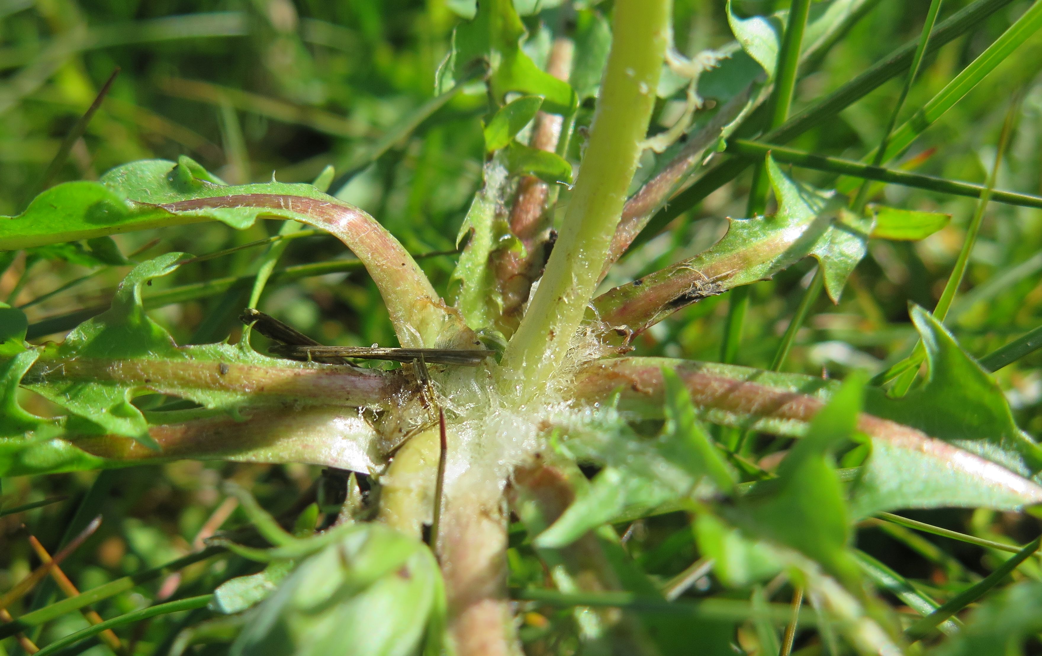 Taraxacum crinitipes (door Otto Zijlstra)