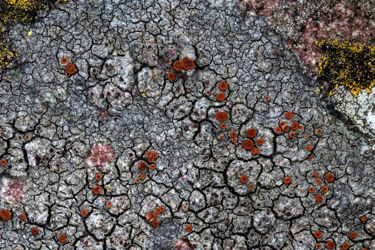 Blastenia crenularia (door Arjan de Groot)