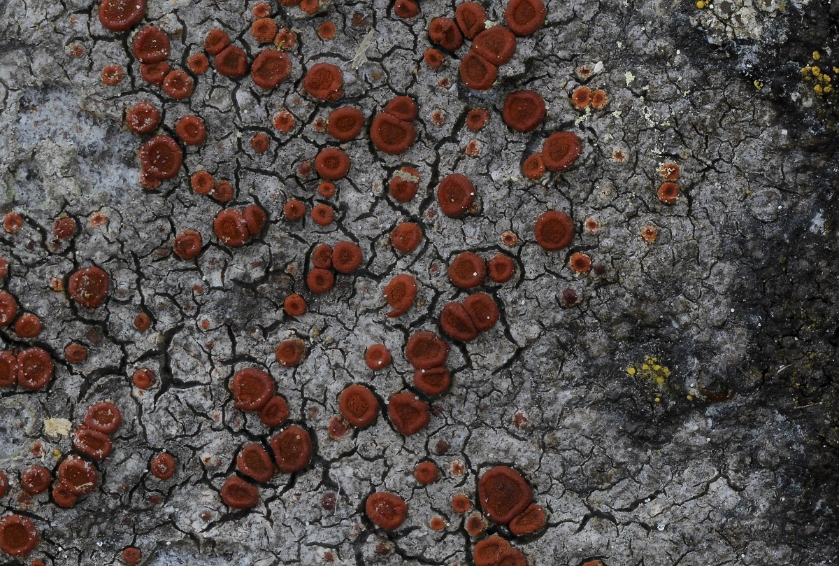 Blastenia crenularia (door Arjan de Groot)