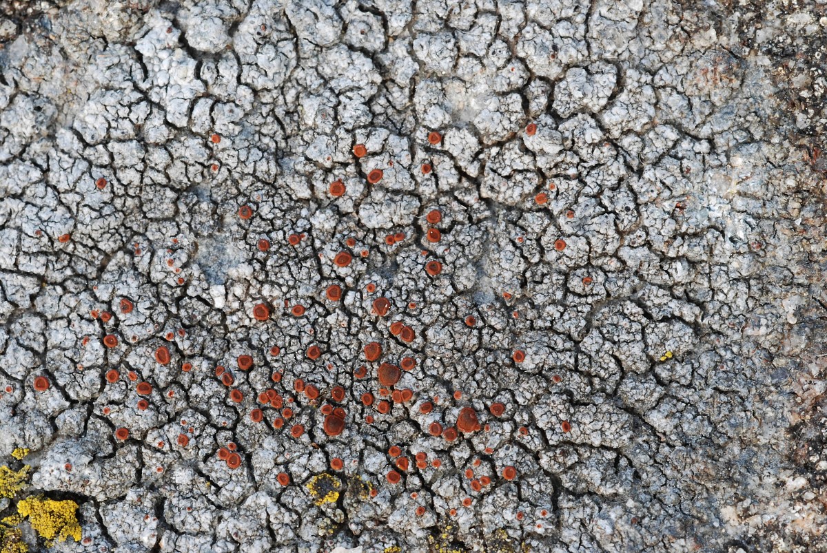 Blastenia crenularia (door Arjan de Groot)