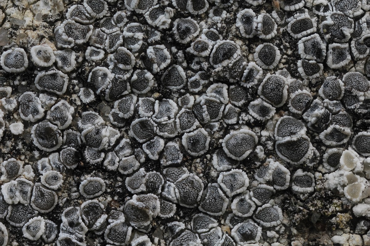 Lecanora crenulata (door Arjan de Groot)