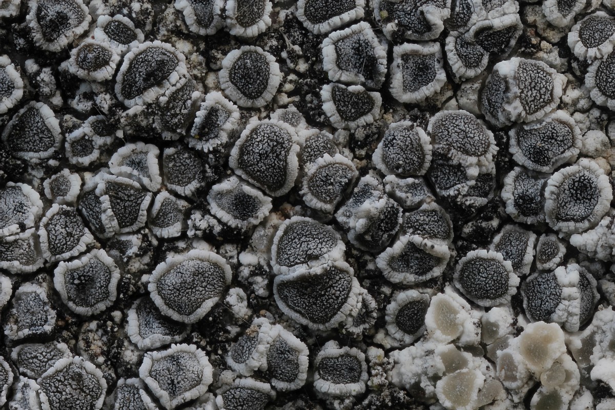 Lecanora crenulata (door Arjan de Groot)