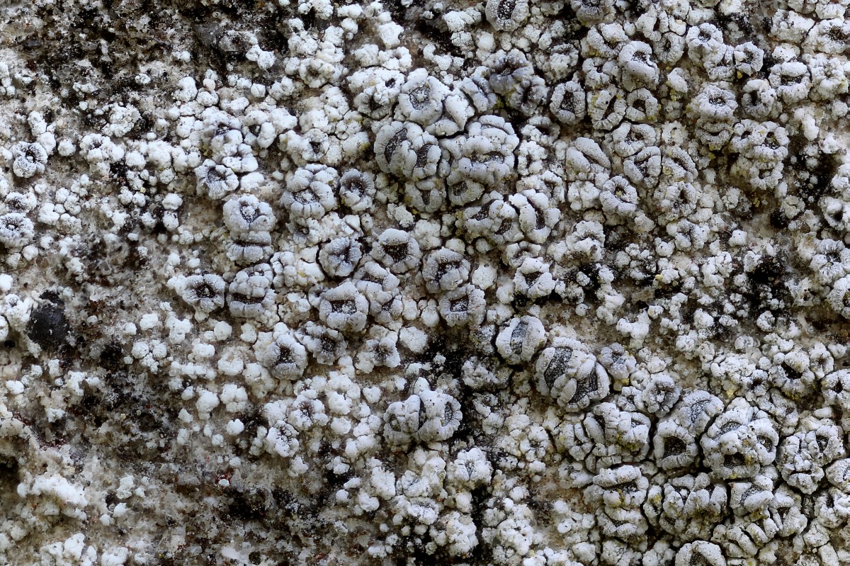 Lecanora crenulata (door Arjan de Groot)