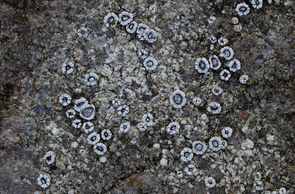 Lecanora crenulata (door Arjan de Groot)