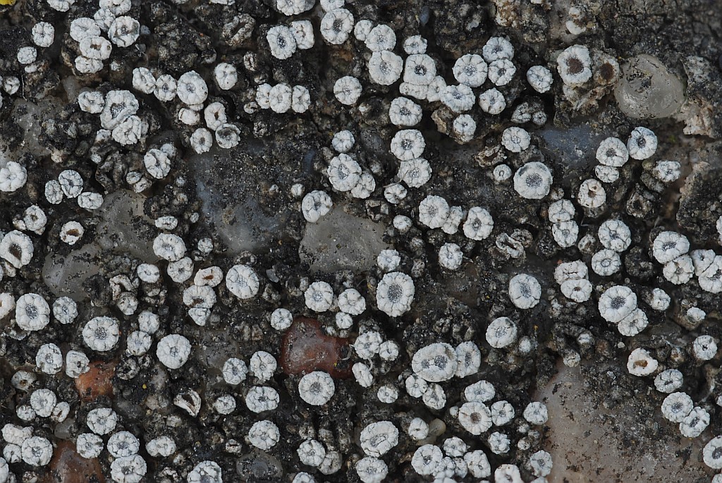 Lecanora semipallida (door Arjan de Groot)