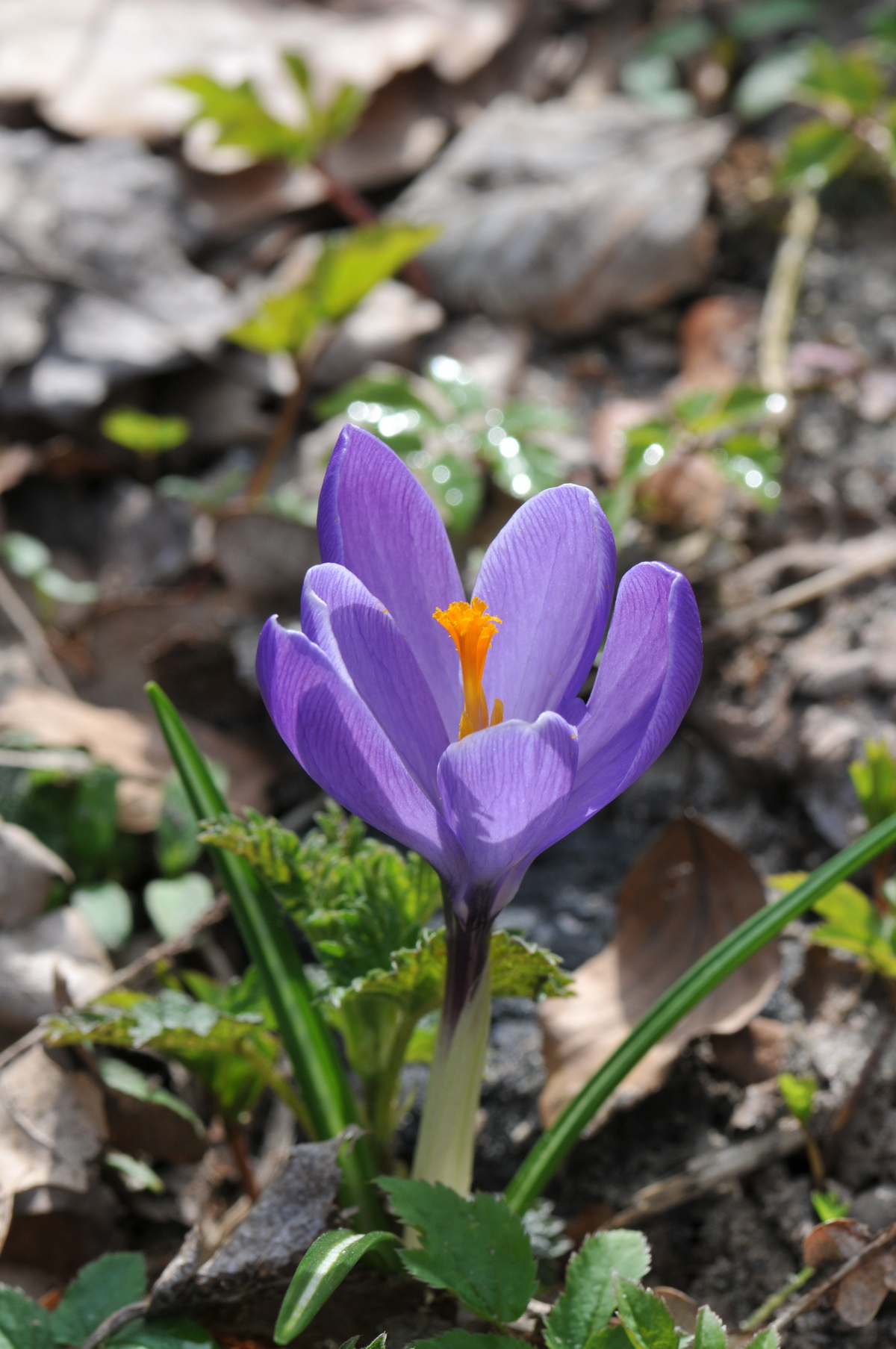 Crocus vernus (door Hans Toetenel)