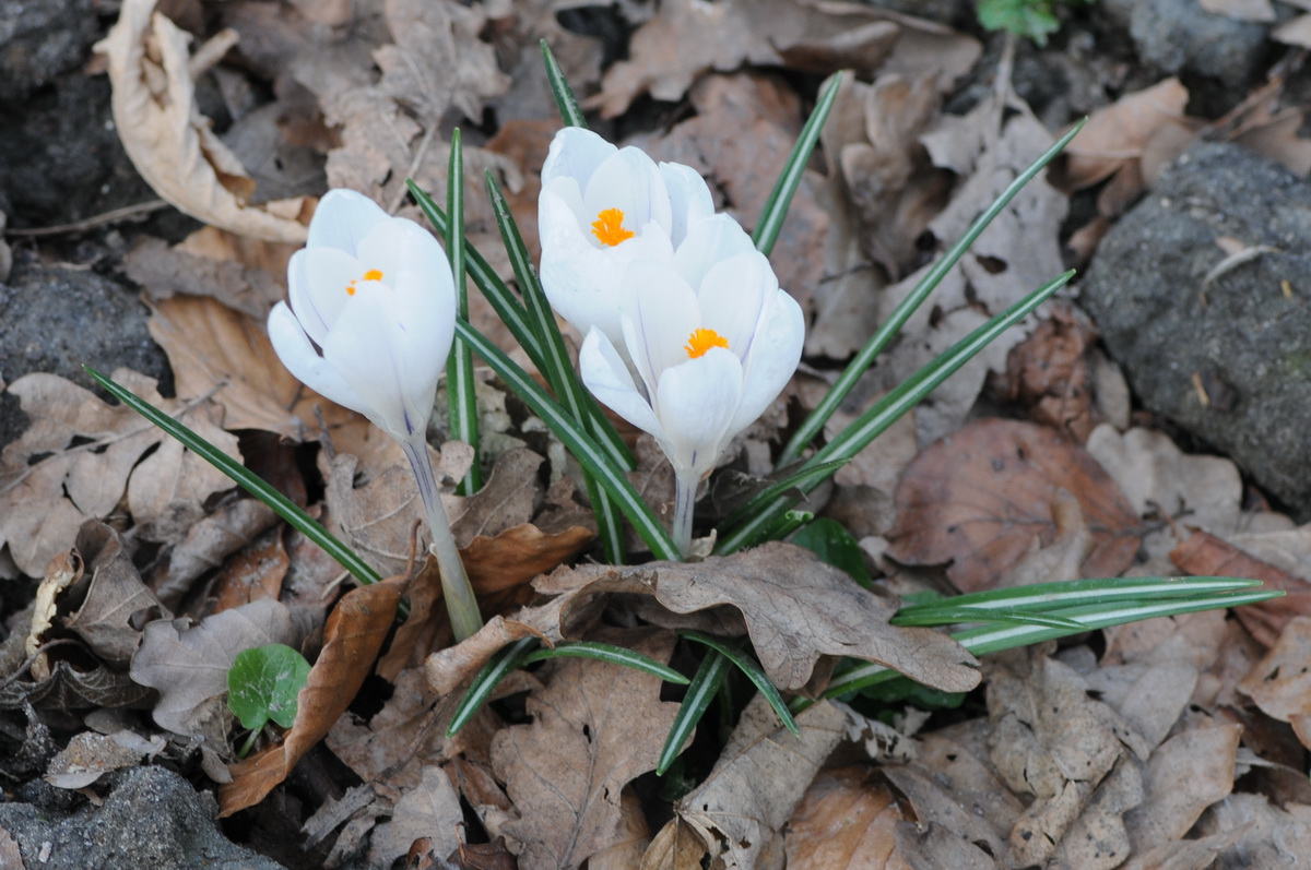 Crocus vernus (door Hans Toetenel)