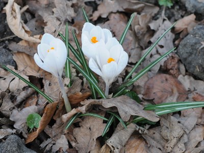NDFF Verspreidingsatlas | Crocus vernus - Bonte krokus, image size:400x300