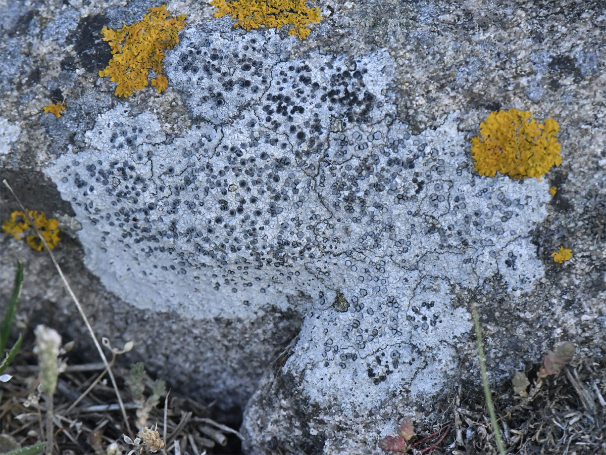 Porpidia macrocarpa (door Mick Peerdeman)