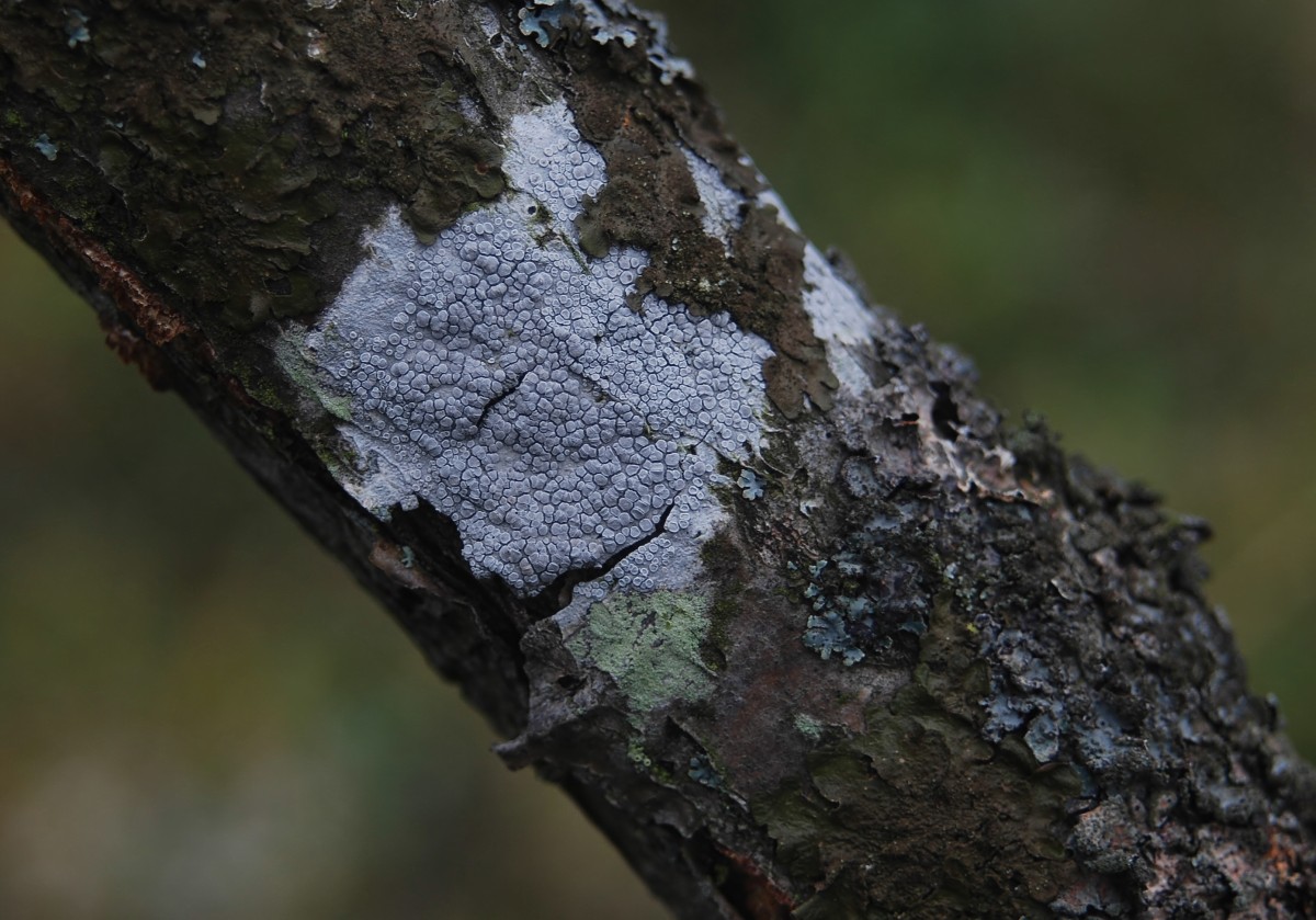 Lecanora carpinea (door Arjan de Groot)