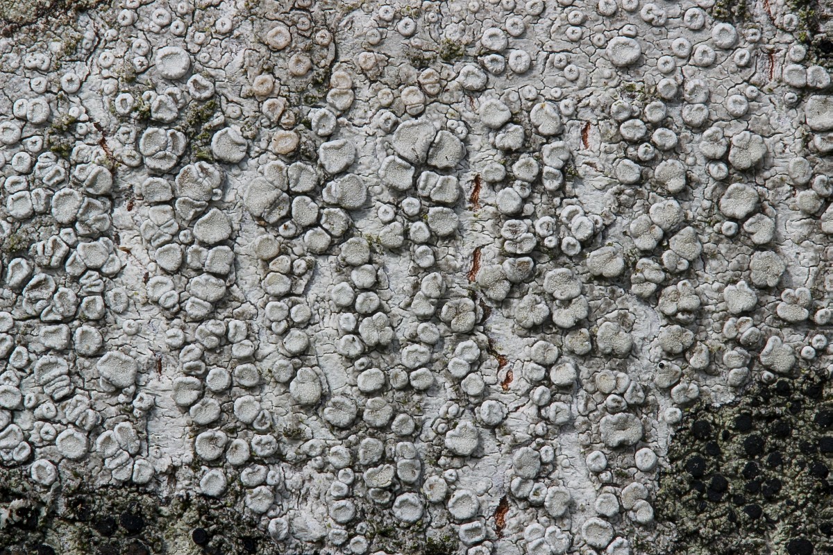 Lecanora carpinea (door Arjan de Groot)