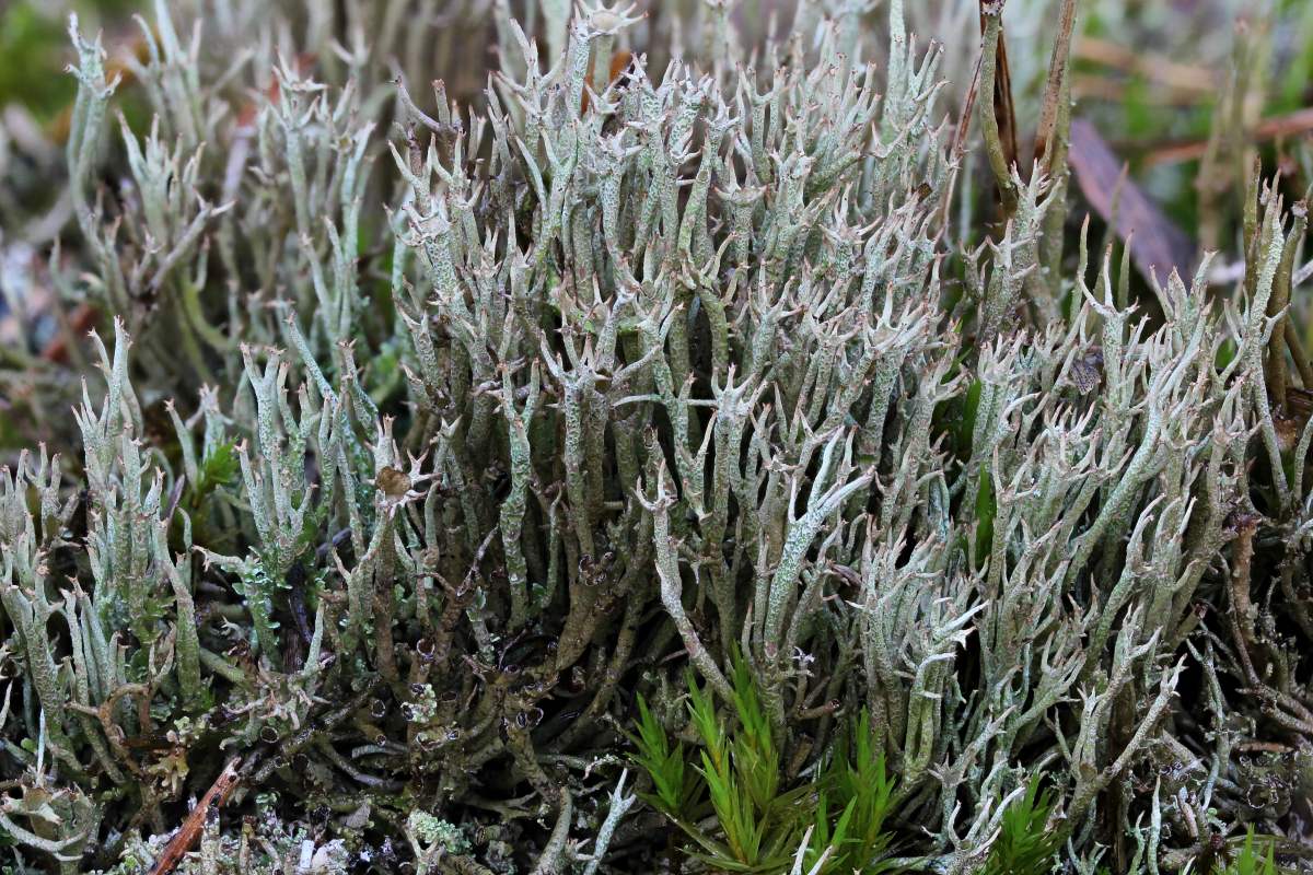 Cladonia crispata (door Arjan de Groot)