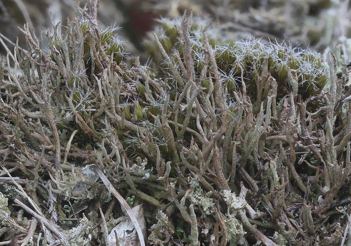 Cladonia crispata (door Arjan de Groot)