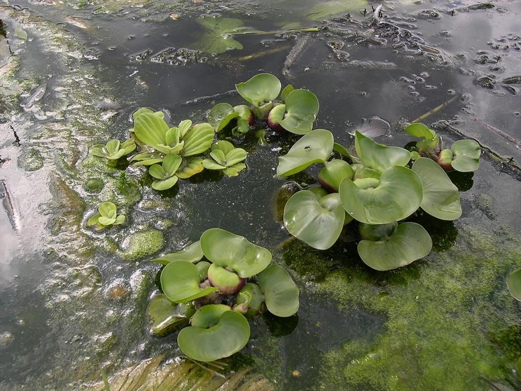 Eichhornia crassipes (door Arjan de Groot)