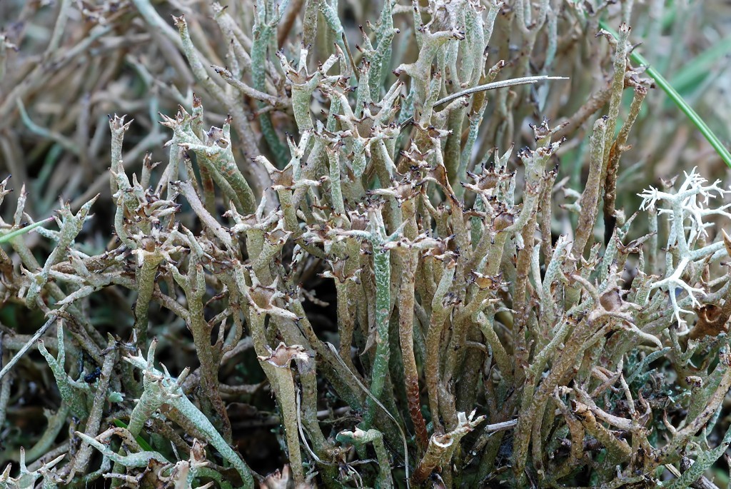 Cladonia crispata (door Arjan de Groot)