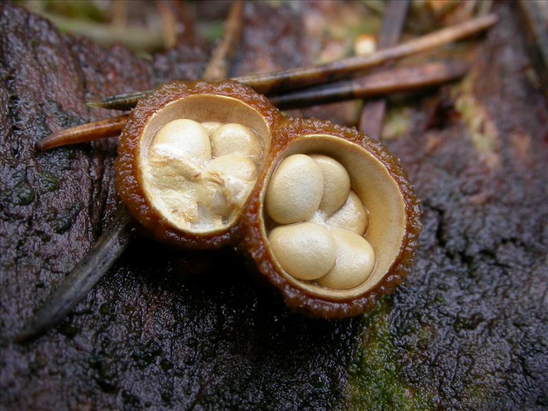 Crucibulum crucibuliforme (door Laurens van Run)