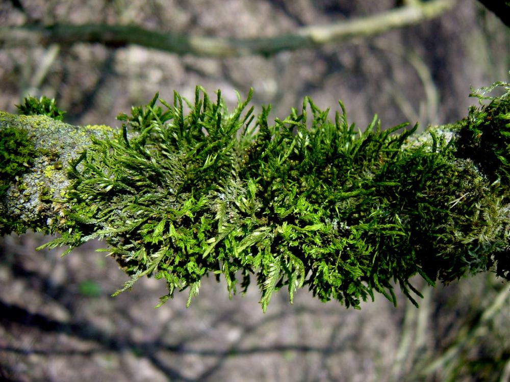 Cryphaea heteromalla (door Dick Haaksma)