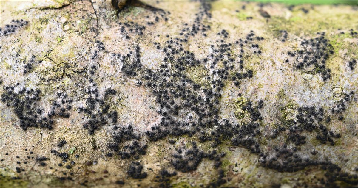 Cryptosphaeria ligniota (door Laurens van der Linde)