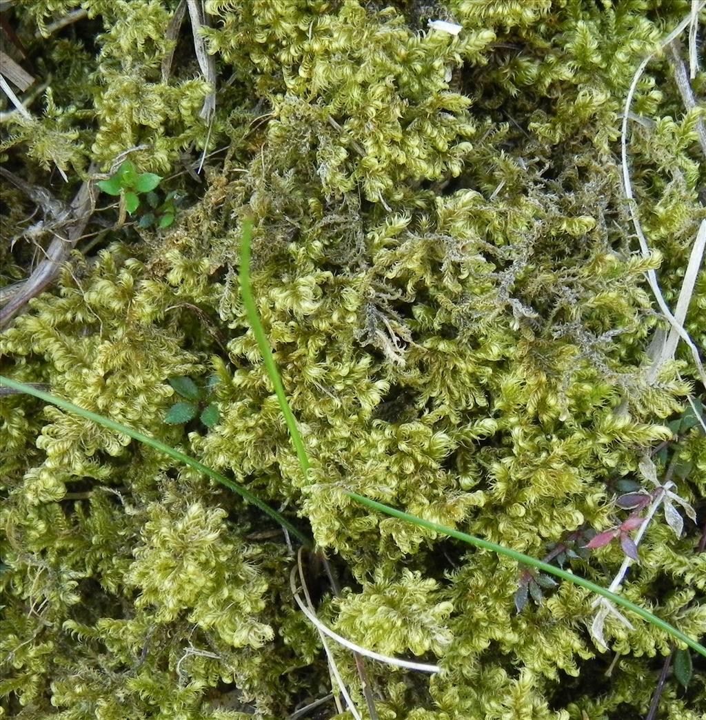 Ctenidium molluscum (door Paul Spreuwenberg)