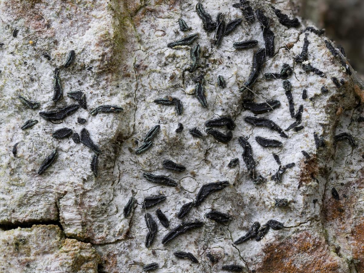 Alyxoria culmigena (door Sam Kafka)