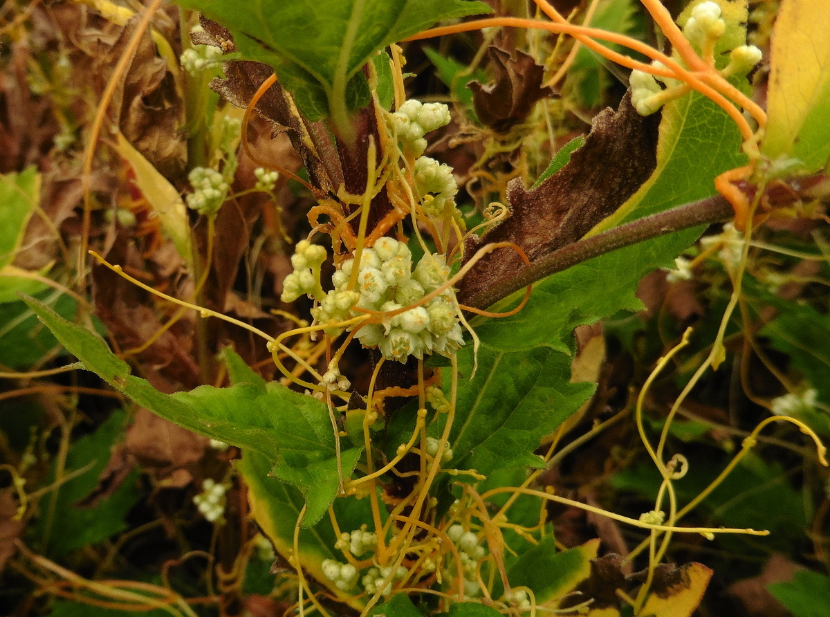 Cuscuta campestris (door Willie Riemsma)