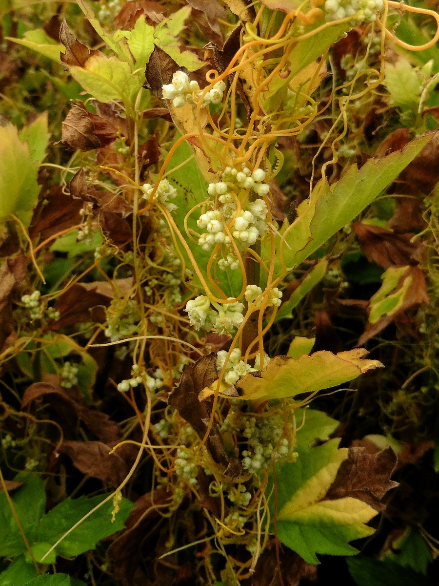 Cuscuta campestris (door Willie Riemsma)