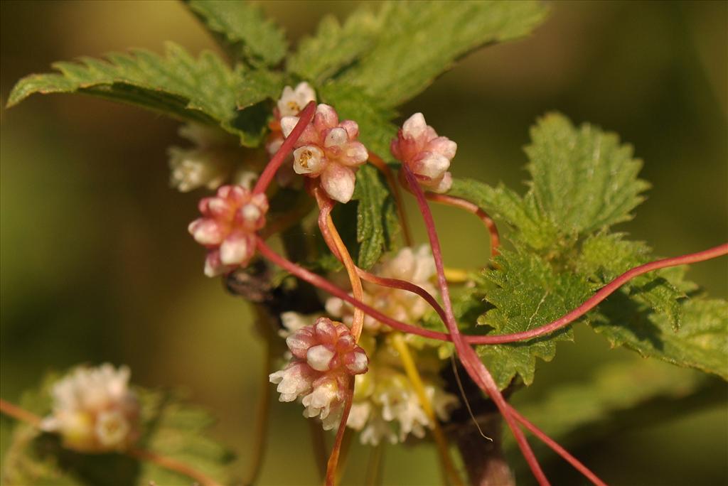 Cuscuta europaea (door Willie Riemsma)