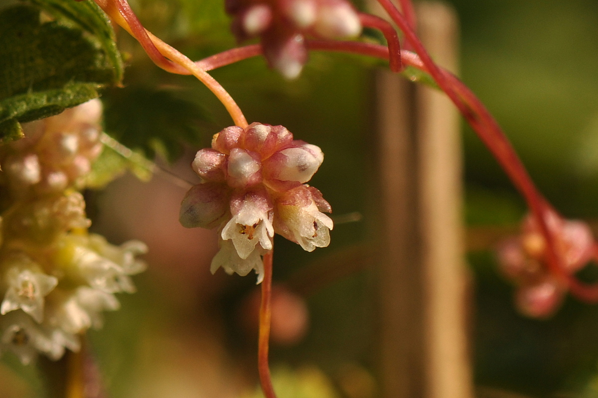 Cuscuta europaea (door Willie Riemsma)