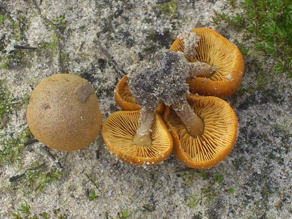 Gymnopilus odini (door Michel Beeckman)